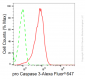 KD-Validated Anti-pro Caspase 3 Rabbit Monoclonal Antibody